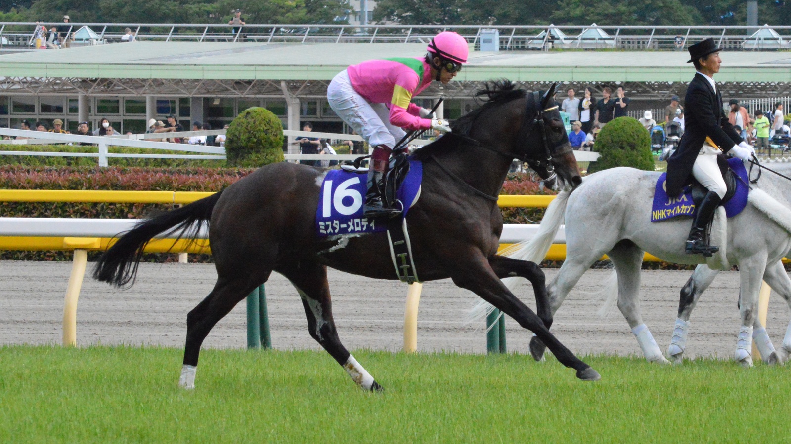 スプリンターズs 4着のミスターメロディ ブリーダーズカップ参戦へ 競馬ヘッドライン