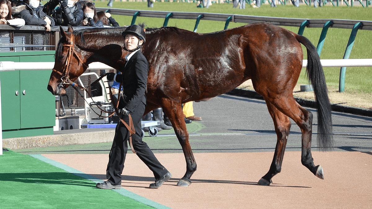 チャンピオンズc予想 秋古馬g1総ナメ中のルメール騎手 今週も勝てるか 競馬ヘッドライン
