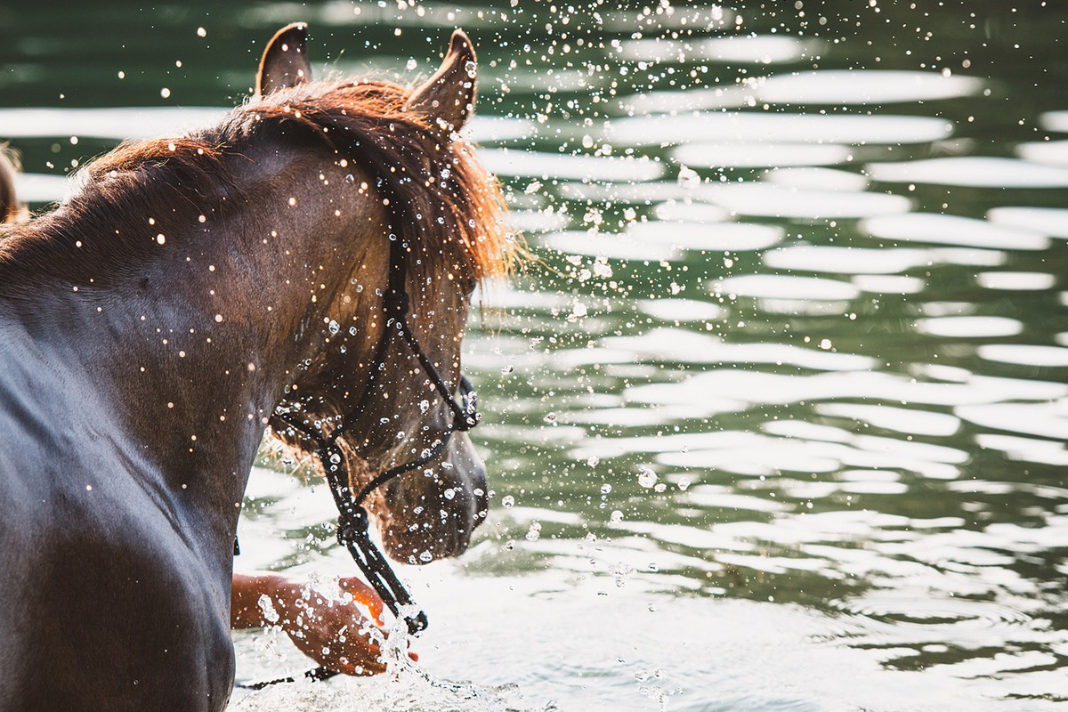 【JRA】ドウデュースはプール調教で順調に調整、初時計も併せ馬で軽快 競馬ヘッドライン